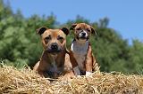 STAFFIE 105